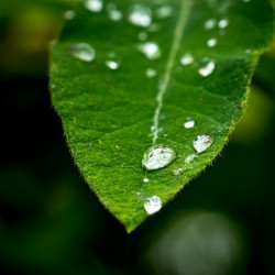 Dew Drops on Leaf Hi Res   A3